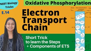 Super Easy way to Learn Electron Transport Chain  Short Trick  NEET Biology [upl. by Ylrebmyk88]