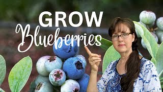 5 Mistakes You Should Never Make When Growing Blueberries [upl. by Dalli]