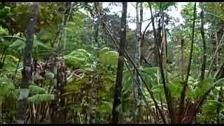 Hawaiian tropical rainforests Hawaii Volcanoes National Park Hawaii USA North America [upl. by Strephon]