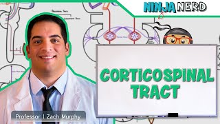 Neurology  Descending Tracts Corticospinal Tract [upl. by Tegdig]