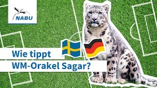 Wie tippt WMOrakel Sagar Deutschland vs Schweden [upl. by Ynnelg]