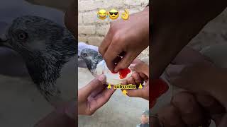 pigeon kabbotar birds kabotrlover love pigeonpigeon funny kabootsar punjabisong [upl. by Yuji]