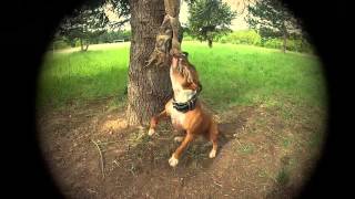 staffordshire bull terrier training [upl. by Schifra]