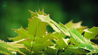 💧 Relaxing Atmosphere of Raindrops Falling on the Leaves of Plants to get to Sleep more Easily [upl. by Haya]