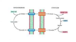 Metabolismo Intermediario  35  Parte 2  Lipogenesis [upl. by Atikel248]