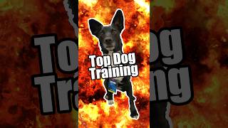 Majas topdoggermany Training 💪🐶💥 dogtricks [upl. by Anilad]