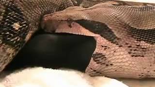 Largest Anaconda on the earth eating the entire Pig  Part2 [upl. by Puduns57]