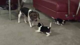 Pocket Beagle Puppies  5wks Playing with their Daddy [upl. by Sitelc327]