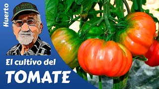 TOMATES COMO PLANTAR Y CULTIVAR TOMATES GROWING TOMATOES [upl. by Pasho968]