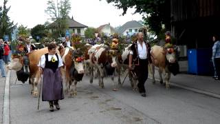 Alpabzug Cow Parade Sumiswald Switzerland [upl. by Cadell]