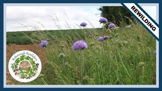 The Value to Wildlife of Devilsbit Scabious [upl. by Oivlis]