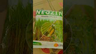 Atrazine upliftingtrance herbicida neozi chemistry [upl. by Chambers]