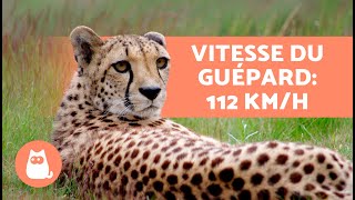 10 CURIOSITÉS sur les Guépards 🐆 Lanimal le plus rapide du MONDE [upl. by Cheyne925]