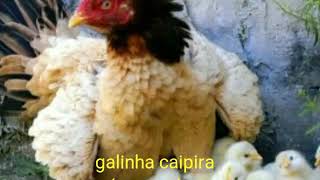 Galinha caipira [upl. by Auberbach]