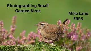 Photographing Small Garden Birds [upl. by Kcirdez]