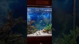 Fluval Shaker 252L 665g Setup [upl. by Hannan411]