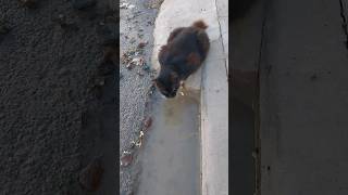 thirsty and hungry cute boyforyou cat catsloversworld tiktok youtubeshorts kitten cute [upl. by Ebner555]