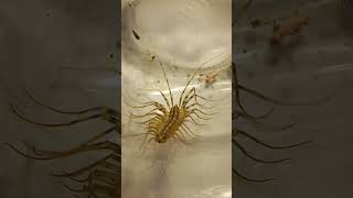 How Many Legs House Centipede Scutigera coleoptrata Has 12august2022 [upl. by Maurer536]