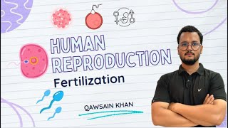 Fertilization  How fertilization occurs in human live  Fertilization in hindi live  Class 12th [upl. by Lledal197]