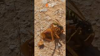 la guêpe🐝 vs le cafard 🪳 morocco insectes [upl. by Asher353]