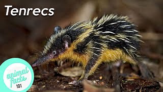 Tenrecs • Lowland Streaked Tenrec • Lesser Hedgehog Tenrec • All You Need To Know [upl. by Hairem]