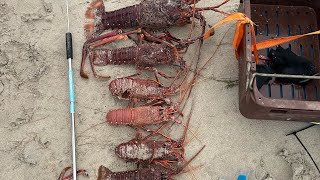 Geraldton crayfish [upl. by Centonze]