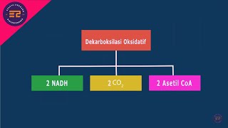 Bagaimanakah tahapan Dekarboksilasi Piruvat DO atau Oksidasi Piruvat [upl. by Naesad]