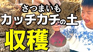 【サツマイモ収穫】カッチカチの土でシルクスイート育てるとこうなるまた失敗ですか [upl. by Vanda]