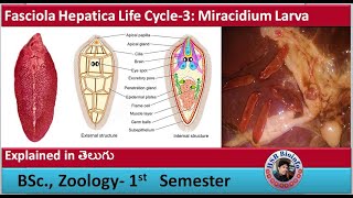 Fasciola Hepatica Life Cycle3 Miracidium larva  Platyhelminthes  HSR Bioinfo [upl. by Kinom]