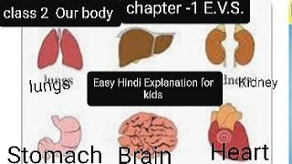 Our Body or My body class 2  EVSChapter 1External Organ and Internal Organs Hindi Explanation [upl. by Maurits199]