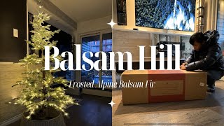 🎄BALSAM HILL Unboxing Frosted Alpine Balsam Fir Christmas Tree 65ft  Randy and Michael [upl. by Nilyahs]