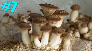 🍄 7 Essai de culture du PLEUROTE DU PANICAUT Pleurotus eryngii [upl. by Nahtaoj]