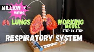 Respiratory system model lungs working model science biology medical NakulSahuArt [upl. by Lan830]