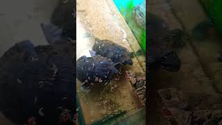 Terrapins eating in new tank [upl. by Ignace404]