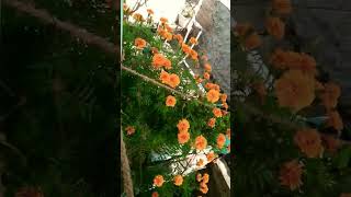 Yellow marigold flower urdupoetry garden youtubeshorts viralshorts [upl. by Ellenuahs]