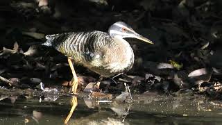 Sunbittern Eurypyga helias [upl. by Yecal]