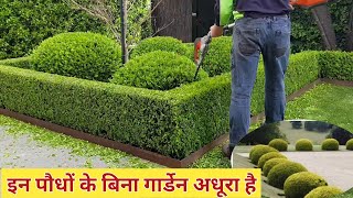 Top 10 hedge plants  hedge plants for garden in India  tips and tricks for perfect hedging [upl. by Ynelram]