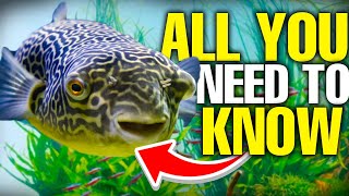 Freshwater Puffer Fish Are The BEST And Heres Why [upl. by Odey]