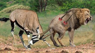 30 Crazy Moments LIONS Knocked Down By Gemsbok Antelope Rescue His Teammate From Lions Hunting [upl. by Adnalahs759]