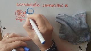 Activación de linfocitos B y T [upl. by Nickles556]