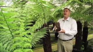 Giant Tree Fern Dicksonia Antarctica [upl. by Goat]