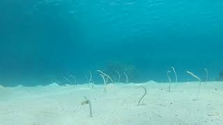 Anguilles jardinières Garden eel HD 1080 au Mangrove bay resort Red sea Egypte [upl. by Colb]