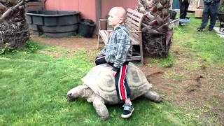 Kid Riding Aldabra Tortoise [upl. by Annoiek]