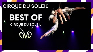 The Best of OVO  Cirque du Soleil [upl. by Wina717]