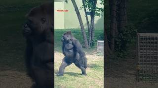 Gorilla Mysore Zoo gorilla animals kgf [upl. by Engvall98]