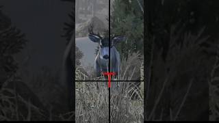 How gaming cabelas deerhunting gamingshorts hunters hunterslife hunting funny [upl. by Fennell55]