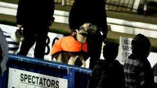 Greyhound Racing The Truth Behind the Greyhound Racing Industry [upl. by Areid31]