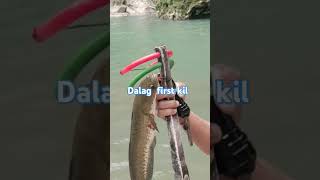 Dalag halwan snakehead firstkill fish fishing spearfishing [upl. by Ttennaej]