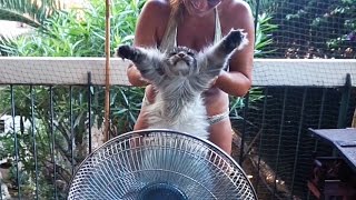 Funny Maine coon Cat Hélios Fan air PleaseIam Hot [upl. by Harts]