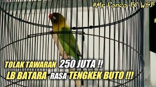 BOB BKM SIPOL  Love Bird BATARA Rasa TENGKEK BUTO [upl. by Mcclain]